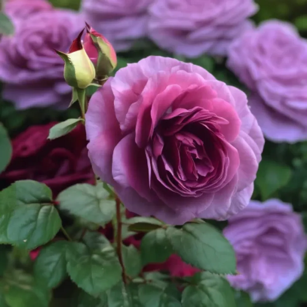 Ros 'Magenta Temptation' – barrotad