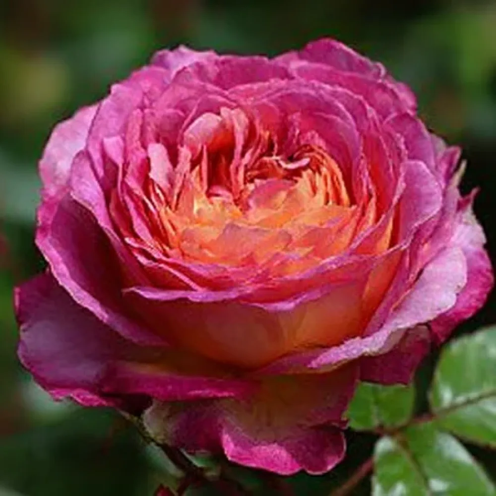Ros 'Tender Pink Flirt' – barrotad