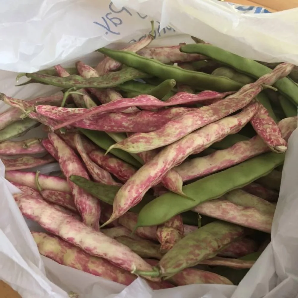 Störböna 'Borlotto di Vigevano'