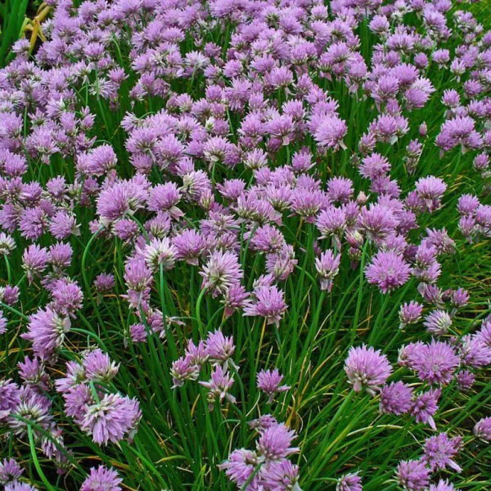 Gräslök, bredbladig – ätliga blommor