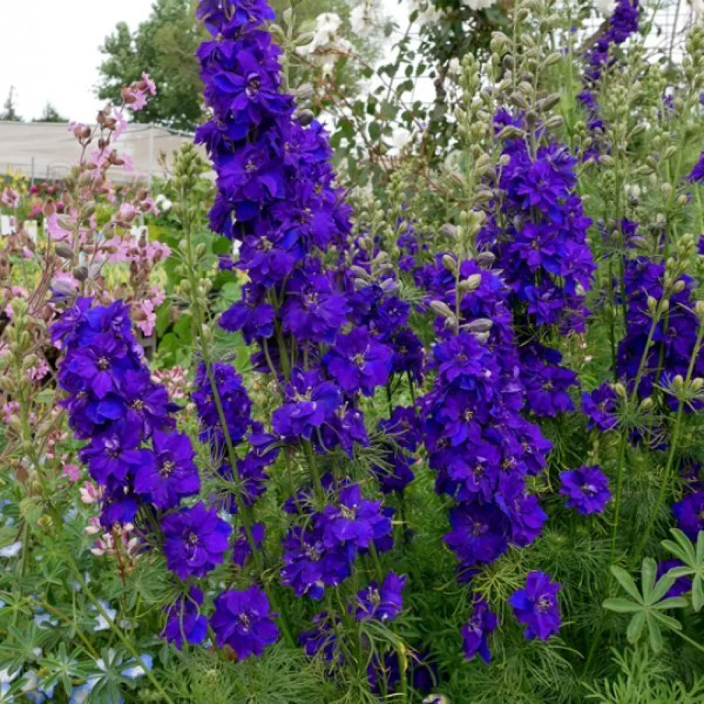 Sommarriddarsporre 'Blue Spire' – mörkblå