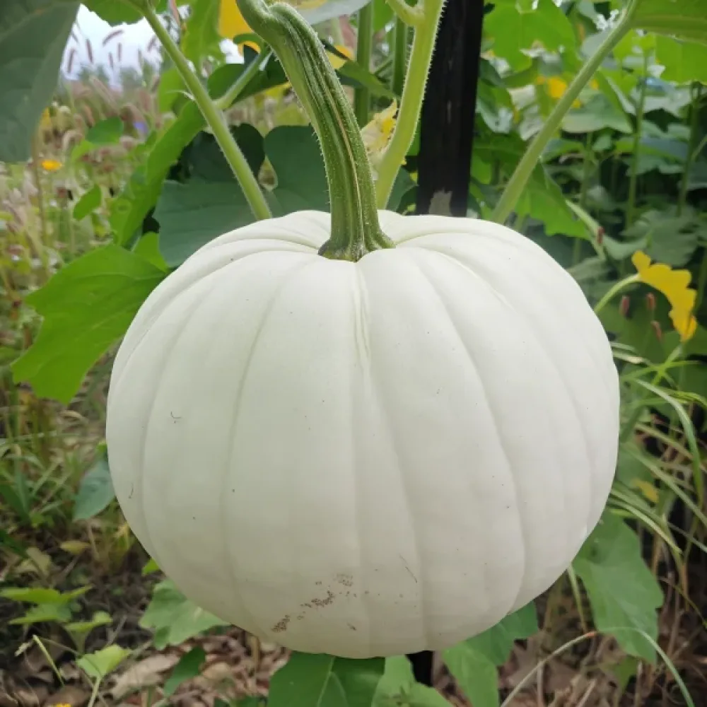 Pumpa 'Lumina'