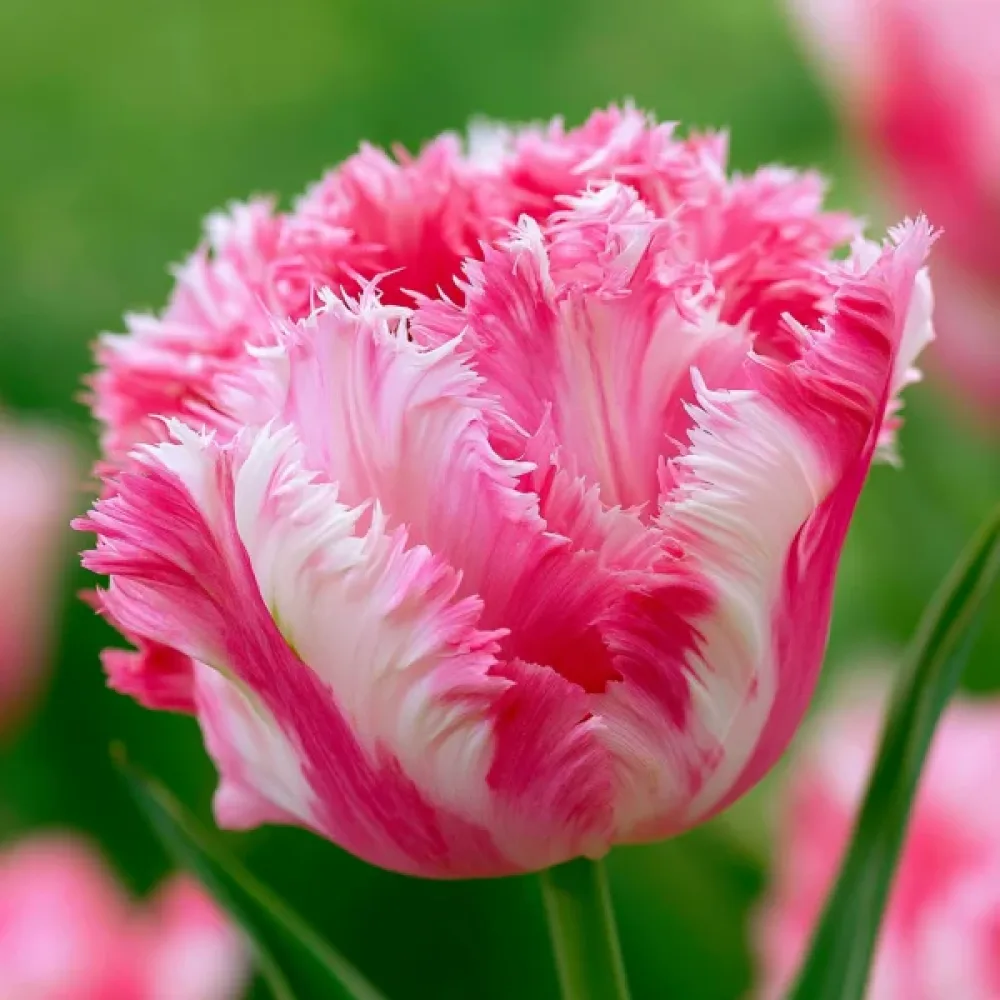 Tulpan 'Crispion Sweet'