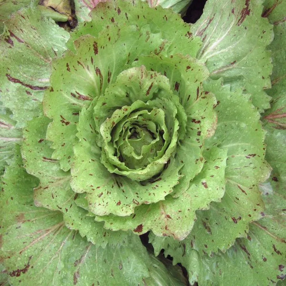 Cikoria 'Variegata di Castelfranco'