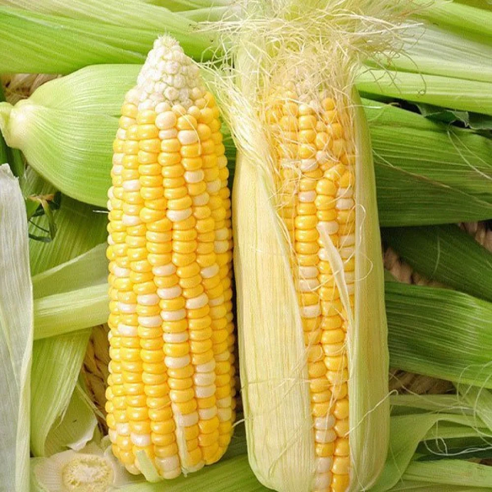 Sockermajs 'Ramondia'