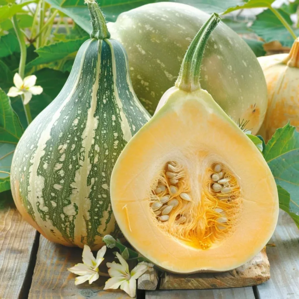 Pumpa 'Olga'