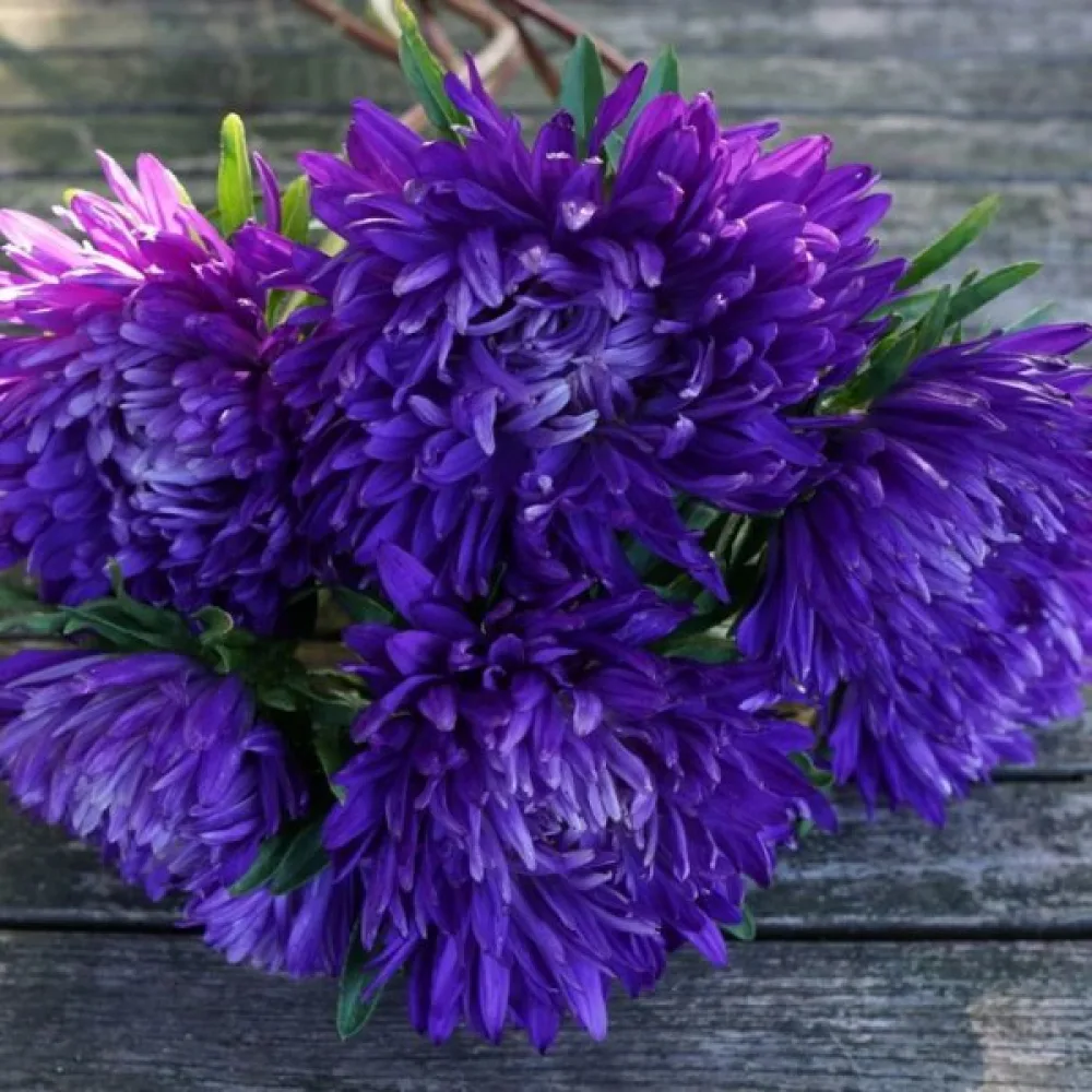 Sommaraster 'Apollonia' – violett
