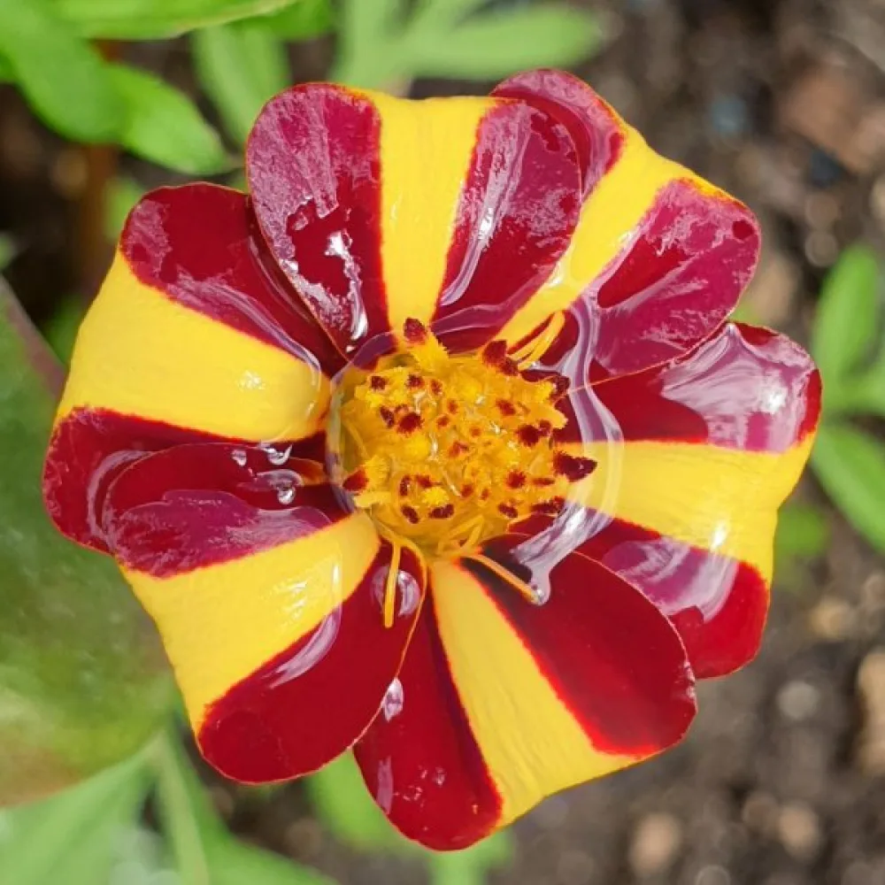 Fransk tagetes 'Athos'