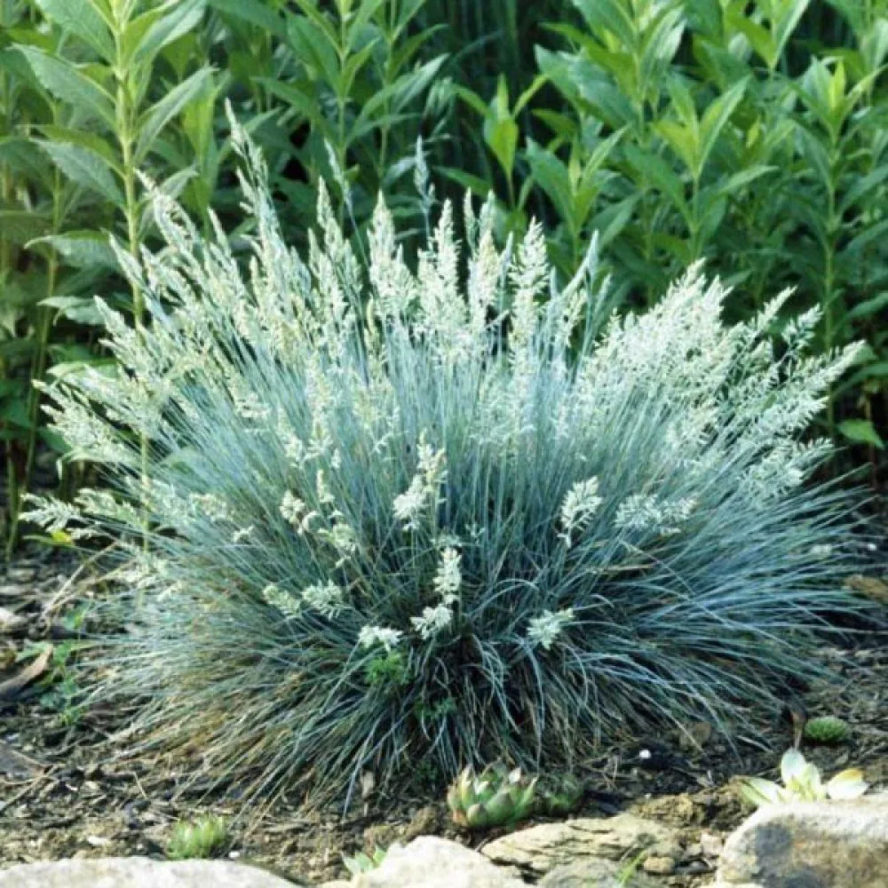 Blåsvingel Festuca glauca