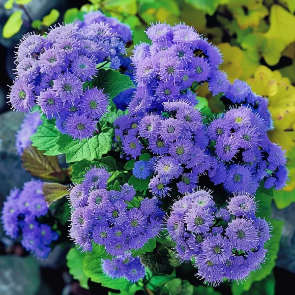 Ageratum 'Blaues Meer'
