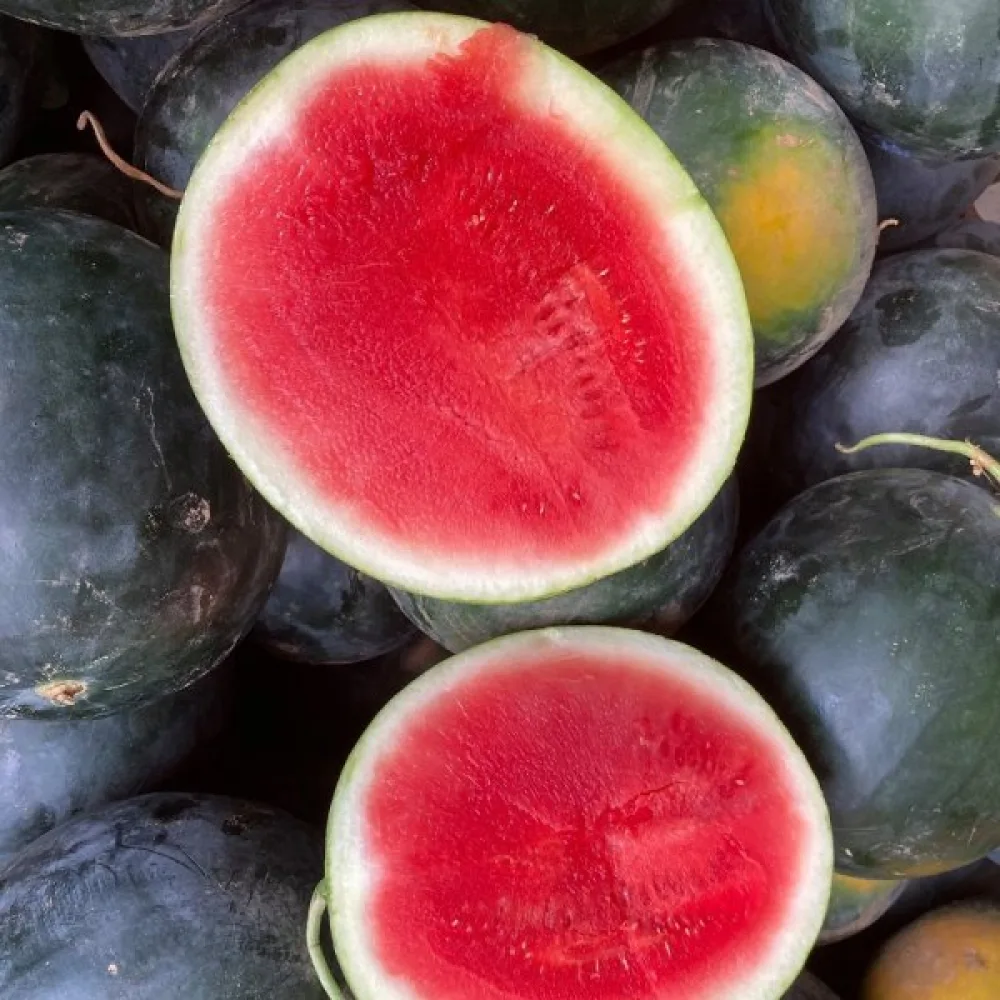 Vattenmelon 'Sugar Baby' 3–4 kg