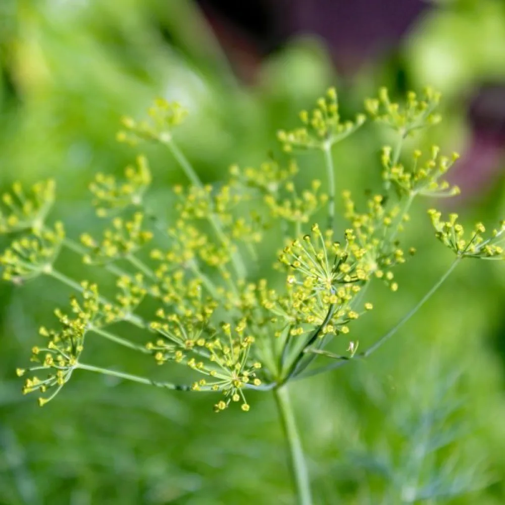 Dill 'Vierling'