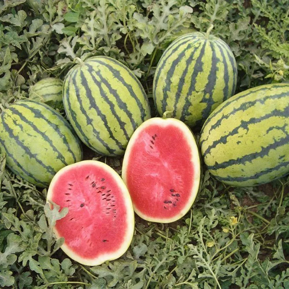 Vattenmelon 'Moro' F1