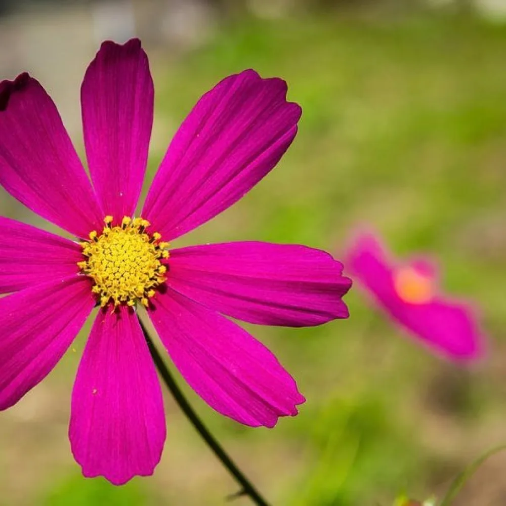 Rosenskära 'Dwarf' rosa