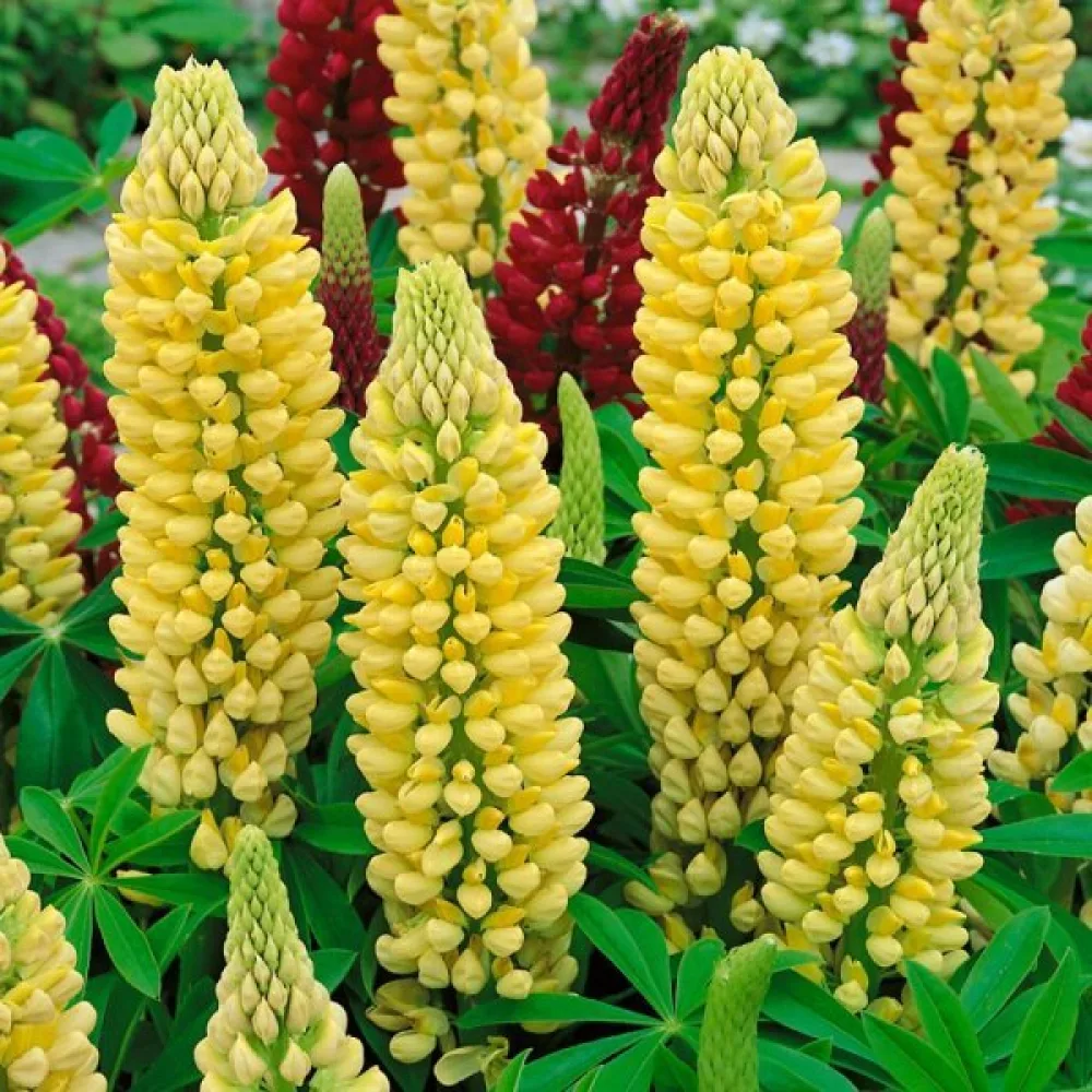 Blomsterlupin Lupinus polyphyllus, gul