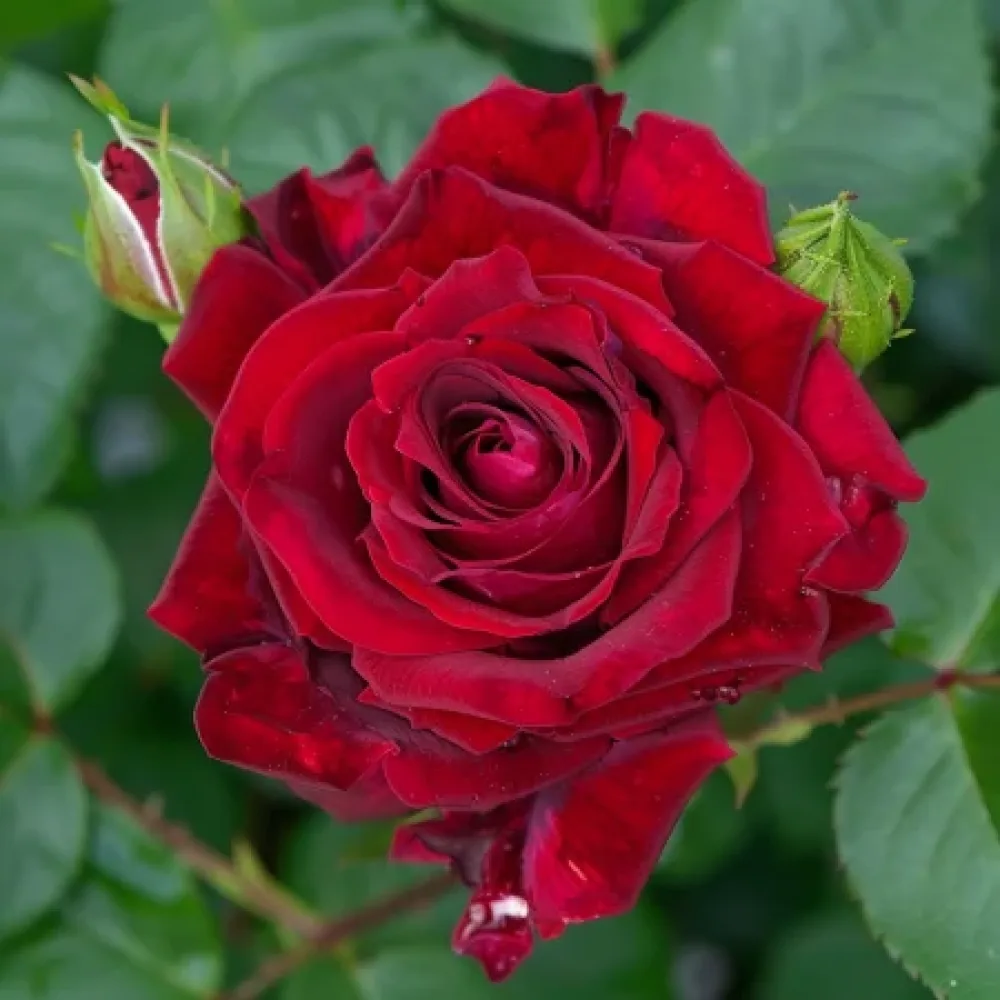 Ros 'Evening Bloom Harp' – barrotad