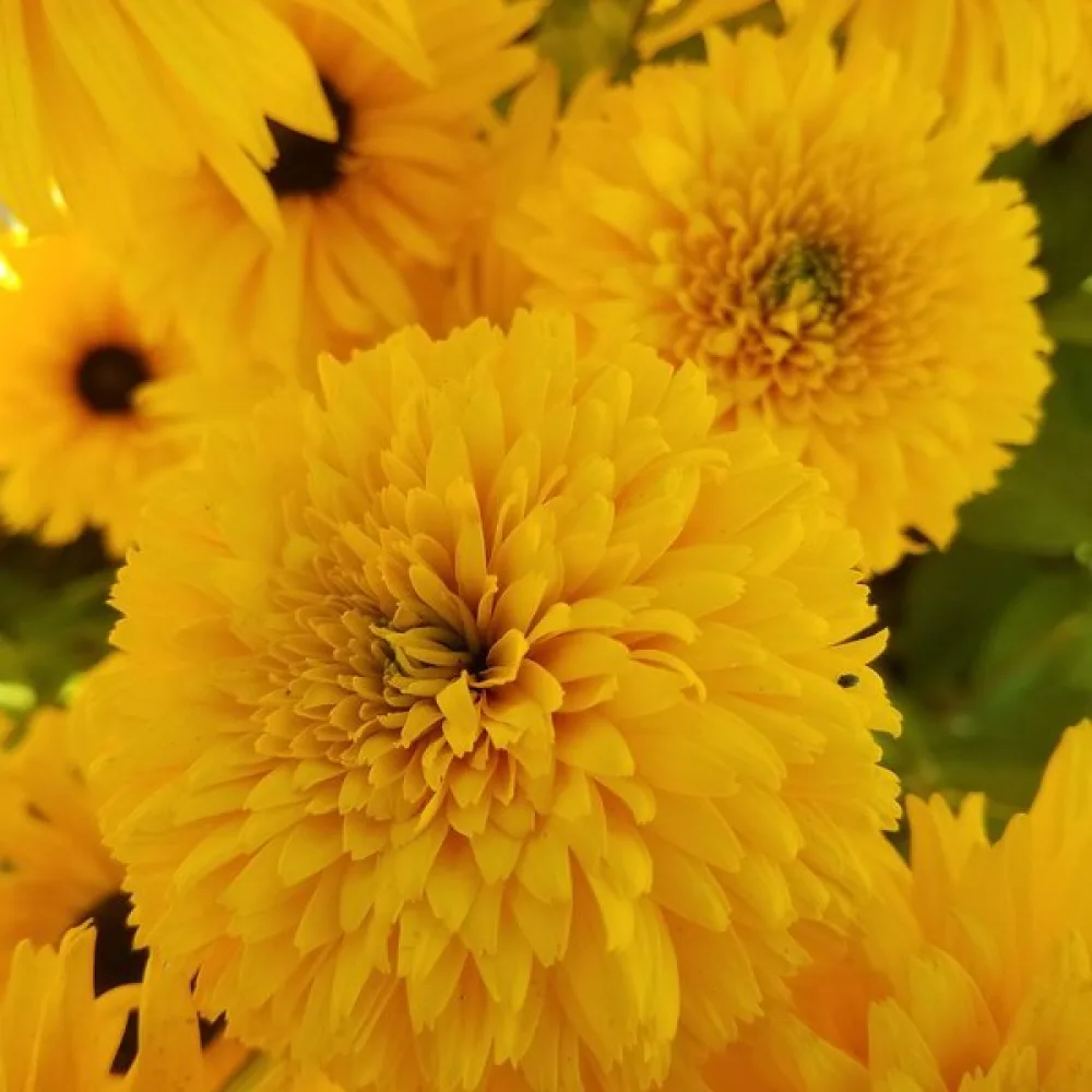 Sommarrudbeckia 'Gloriosa Double Daisy'