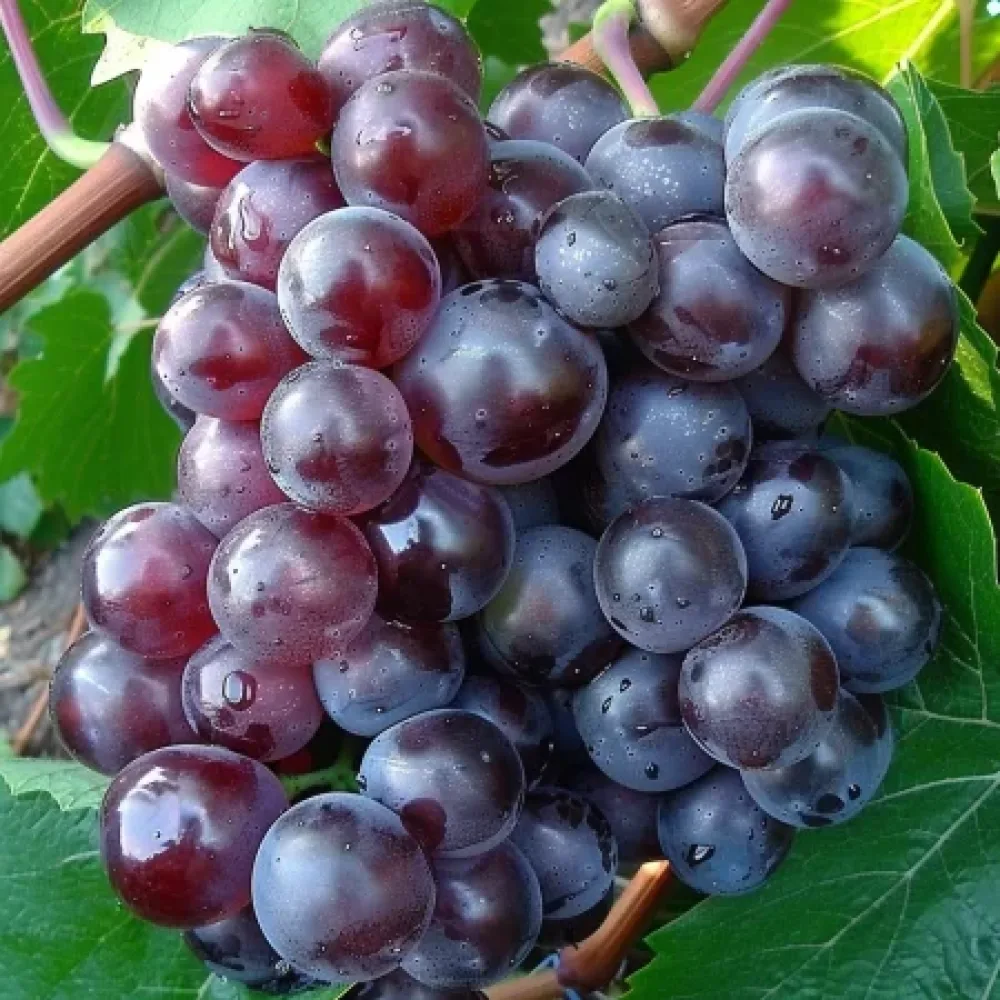 Vinranka 'Rusalka 3' – kärnfri bordsdruva