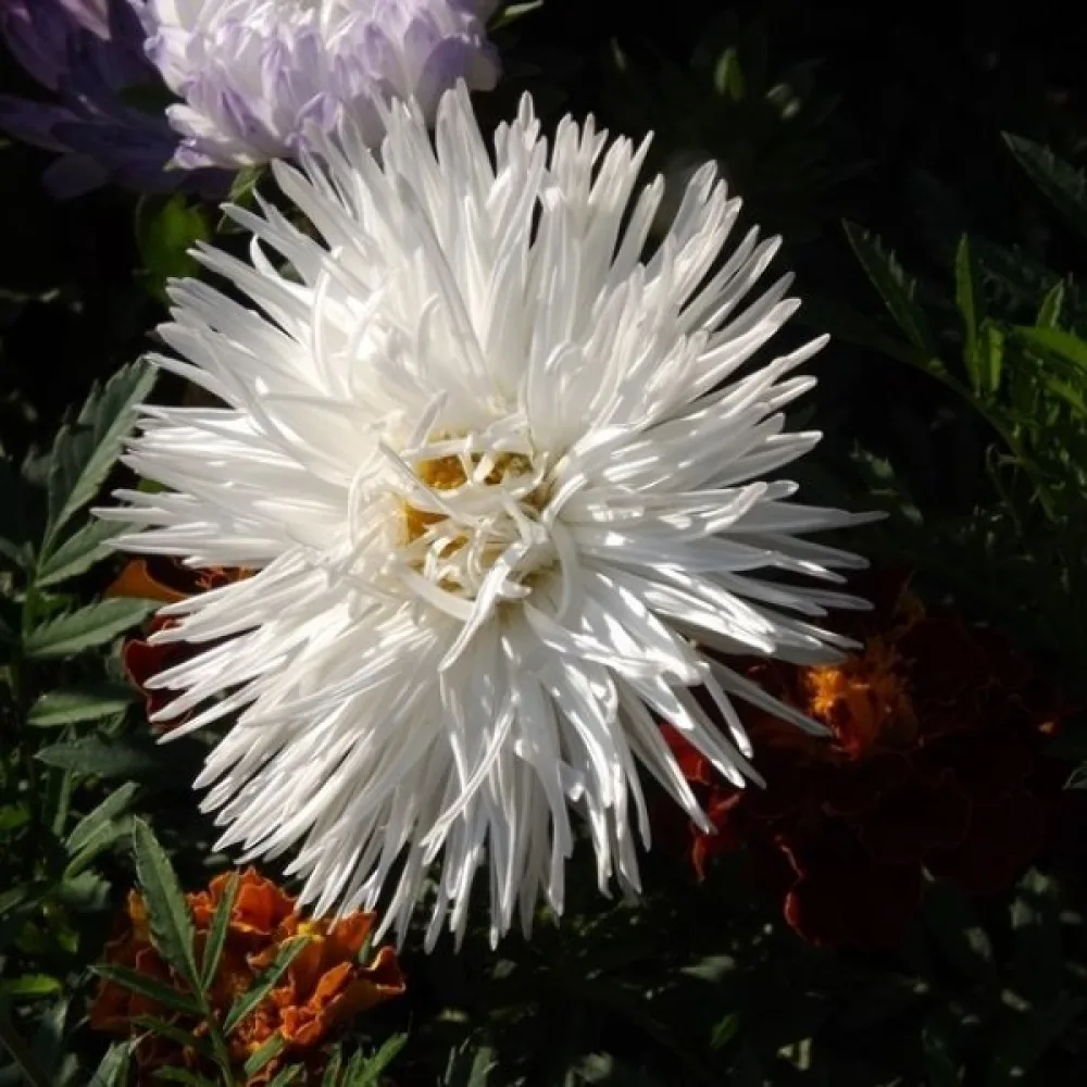 Strålaster 'Apollo'