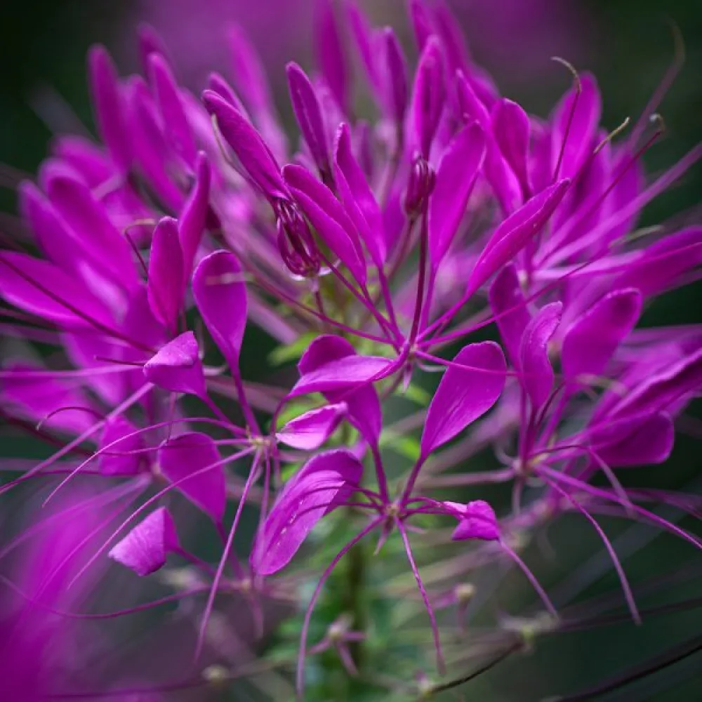 Paradisblomster 'Violet Queen'