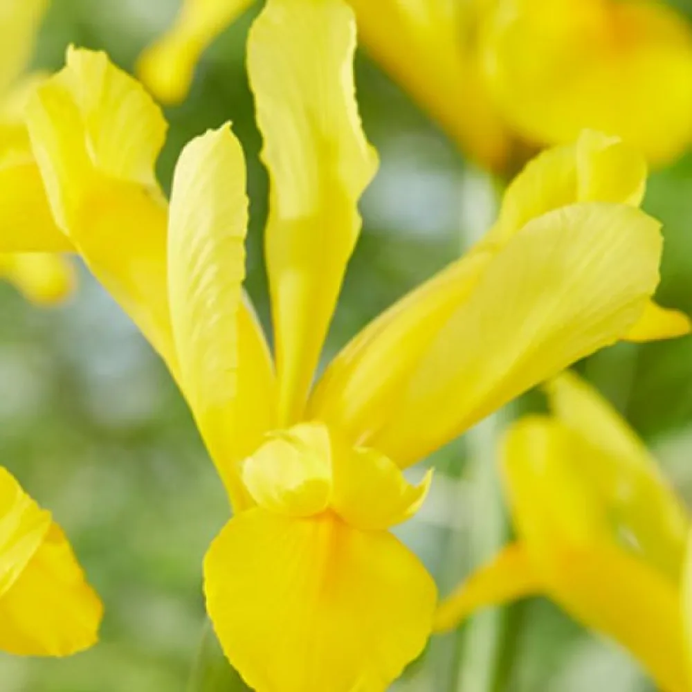 Iris 'GOLDEN HARVEST'
