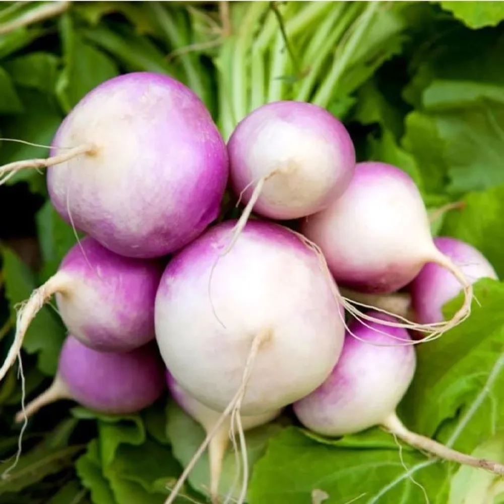 Rova 'Purple Top Milan'