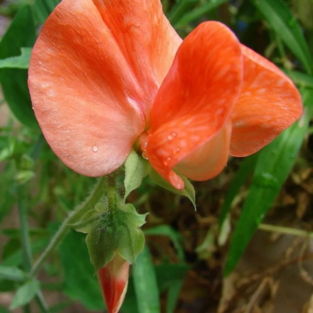 Luktärt 'Spencer' – orange-scharlakansröd