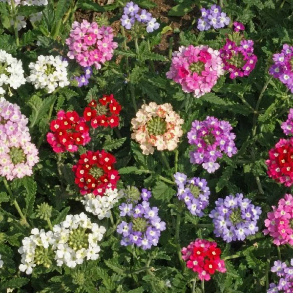 Verbena 'Ideal Florist' (blandning)