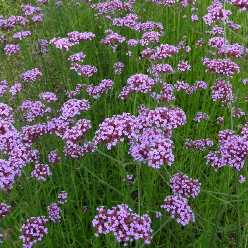 Jätteverbena, lila