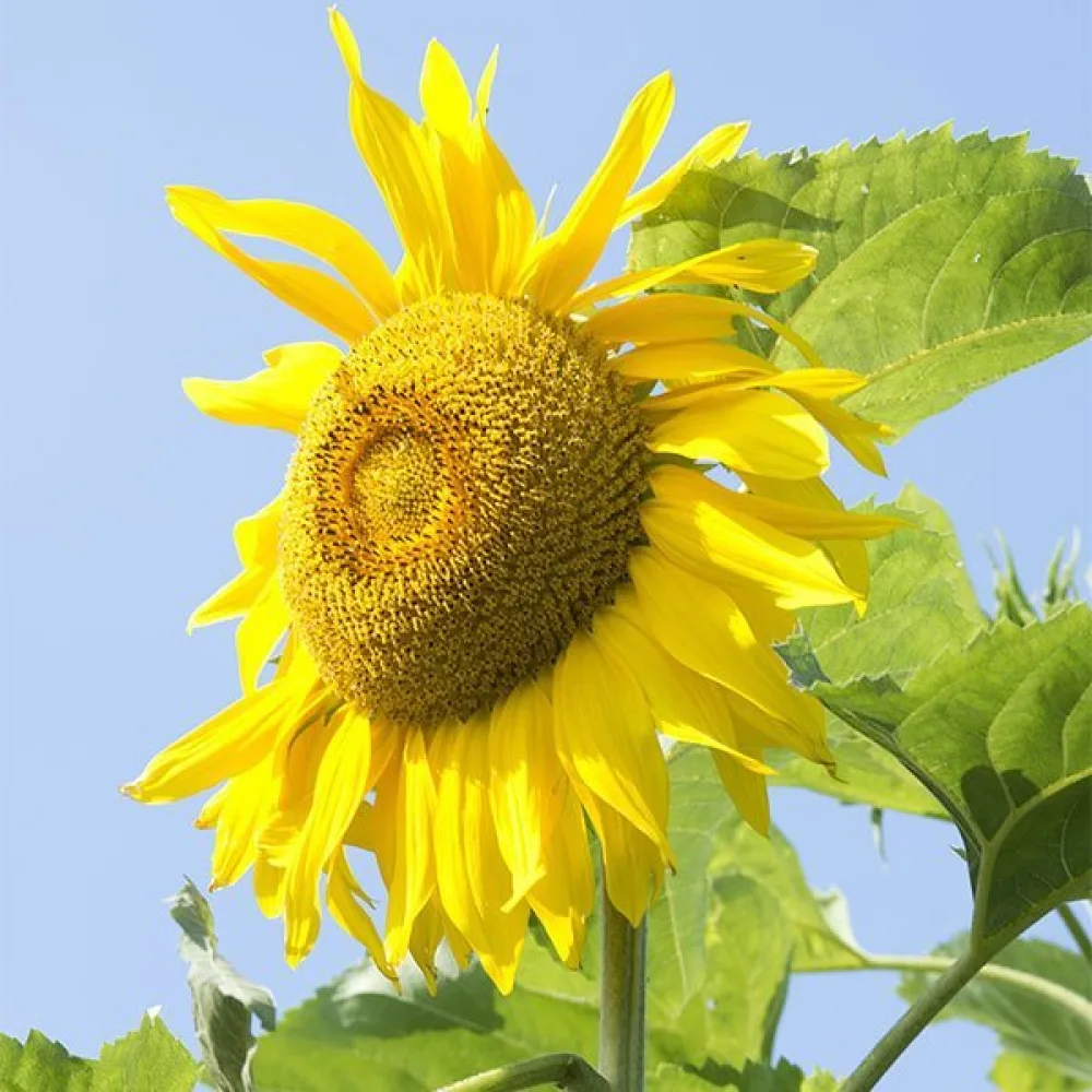 Solros 'Yellow Giant'