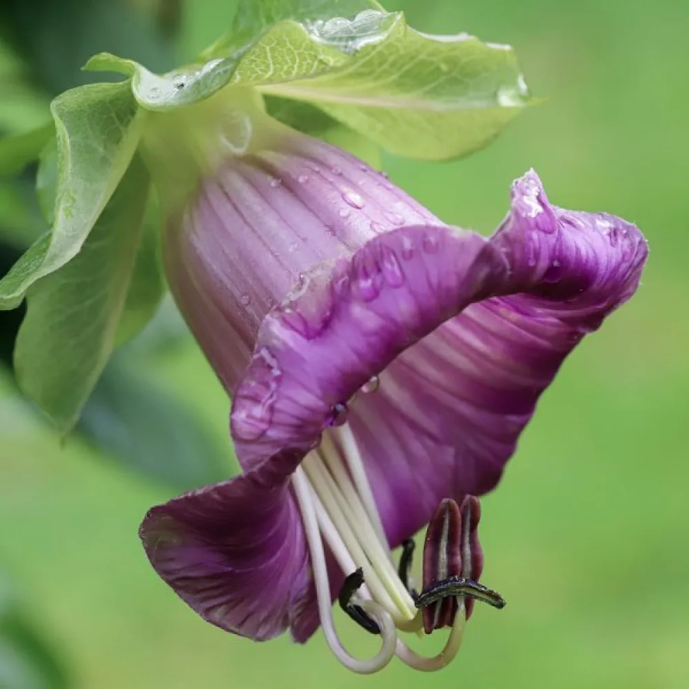 Klockranka, violett