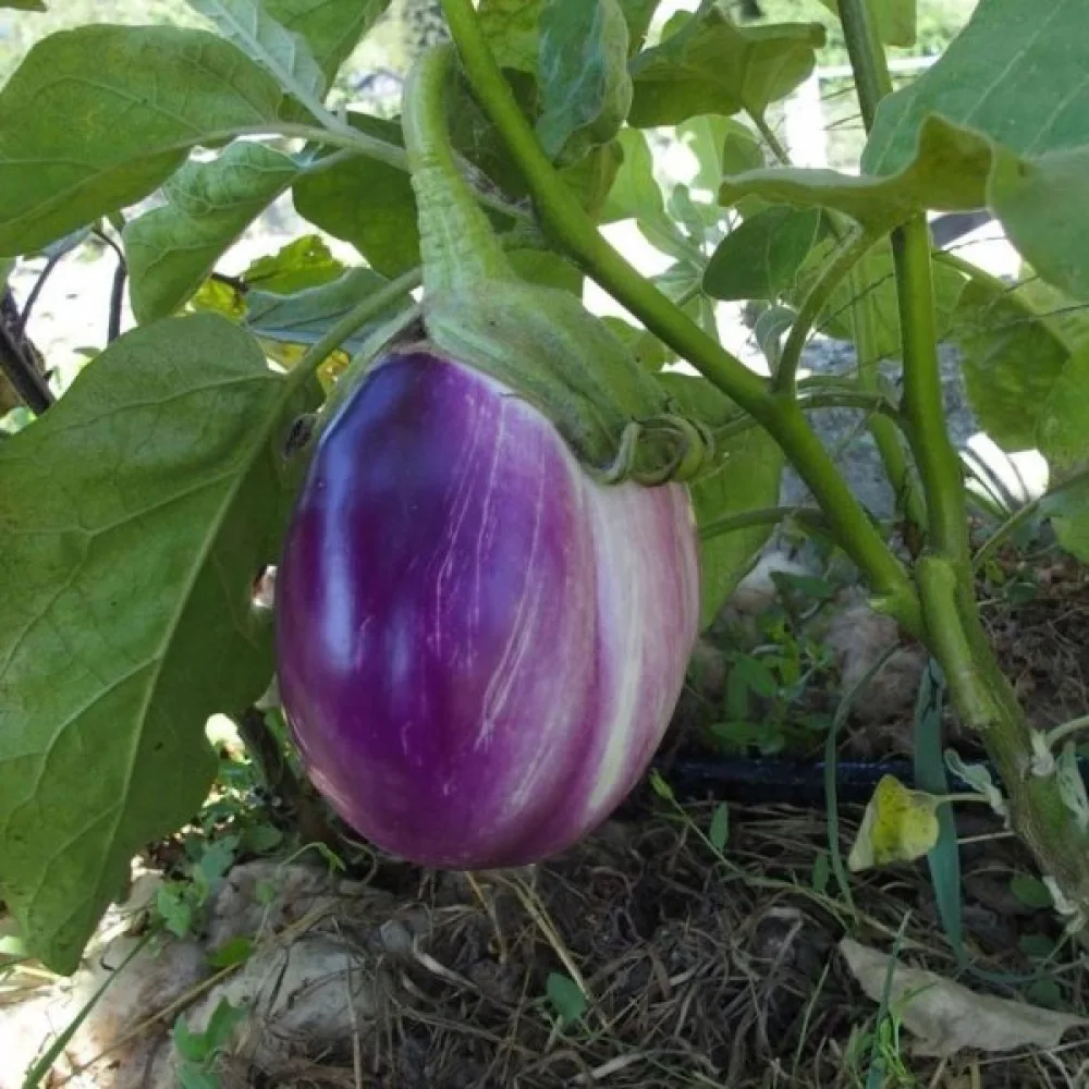 Aubergine 'Rotonda Bianca Sfumata di Rosa'