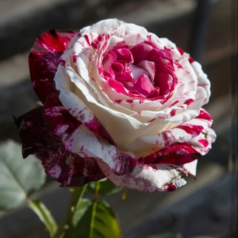 Ros 'Mystic Stripe' – barrotad