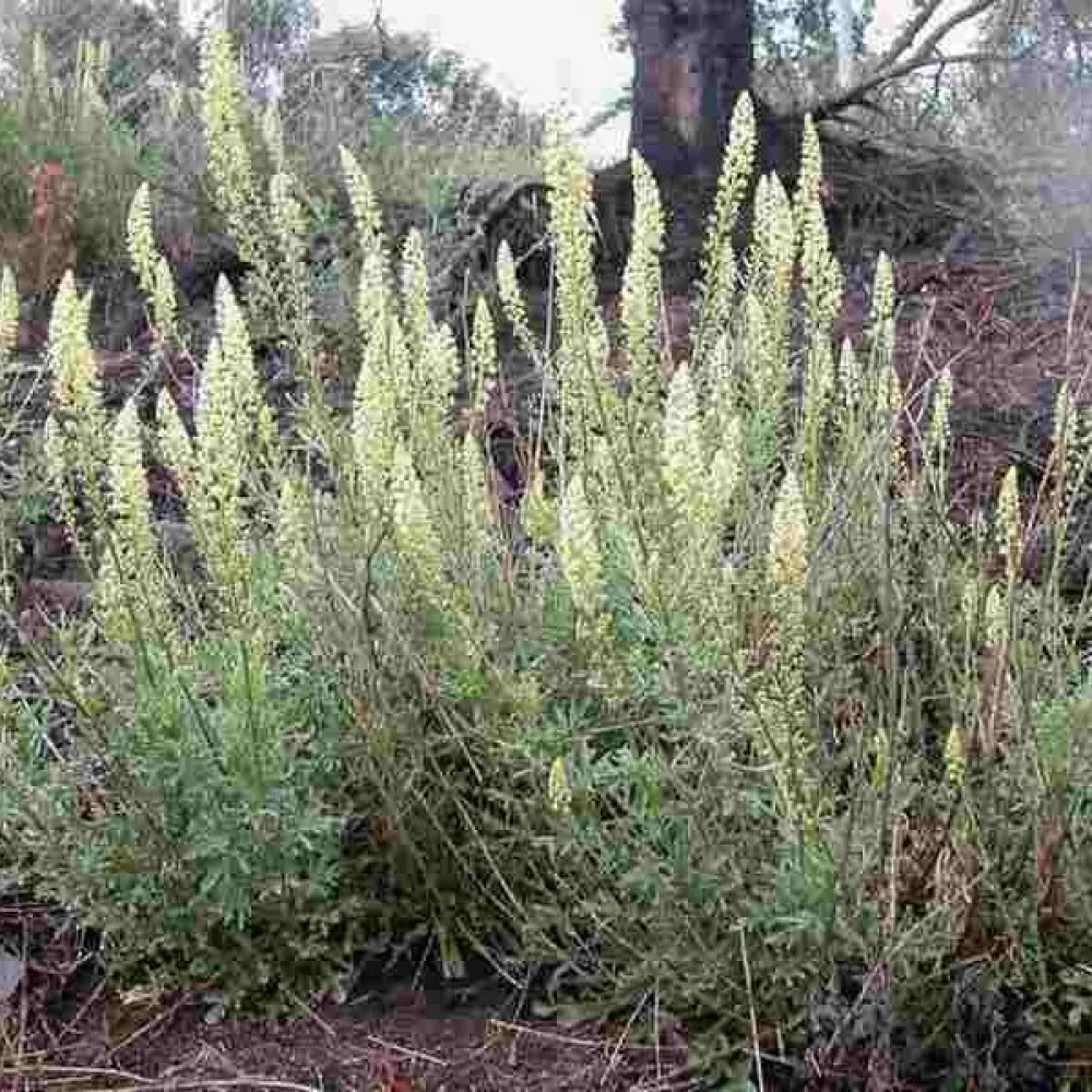 Gulreseda