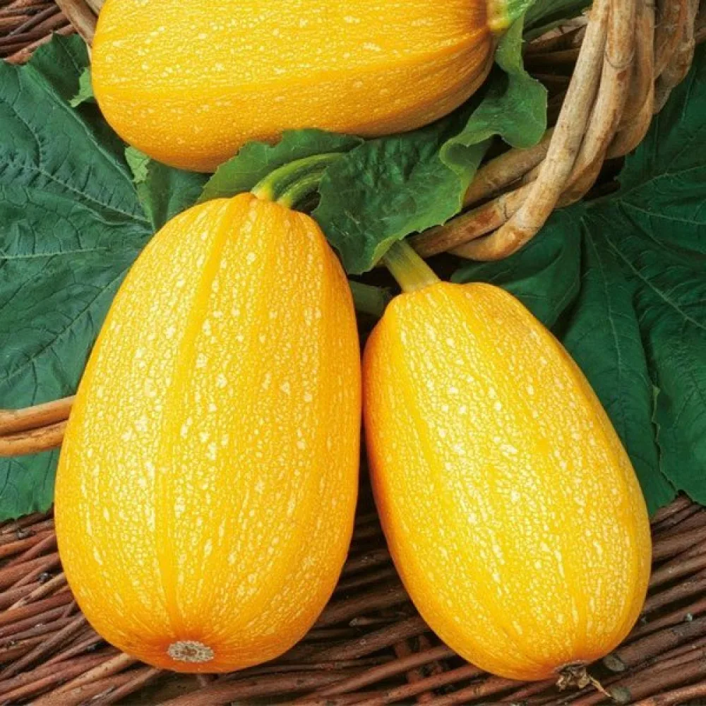 Zucchini 'Złoty Cepelin'