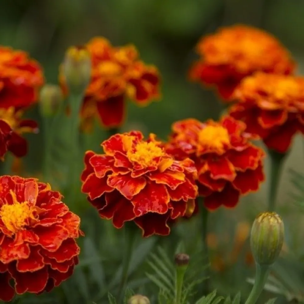 Fransk tagetes 'Petite Harmony'