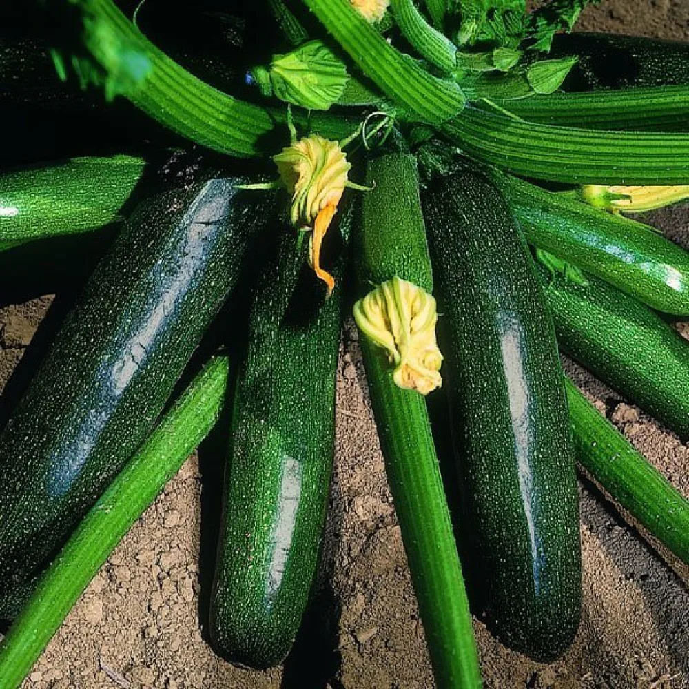 Zucchini 'Diamant F1'
