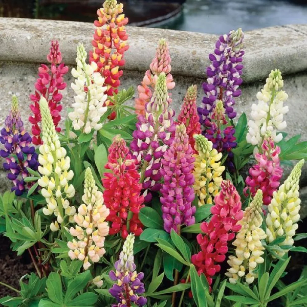 Lupin 'Minarette' – mix
