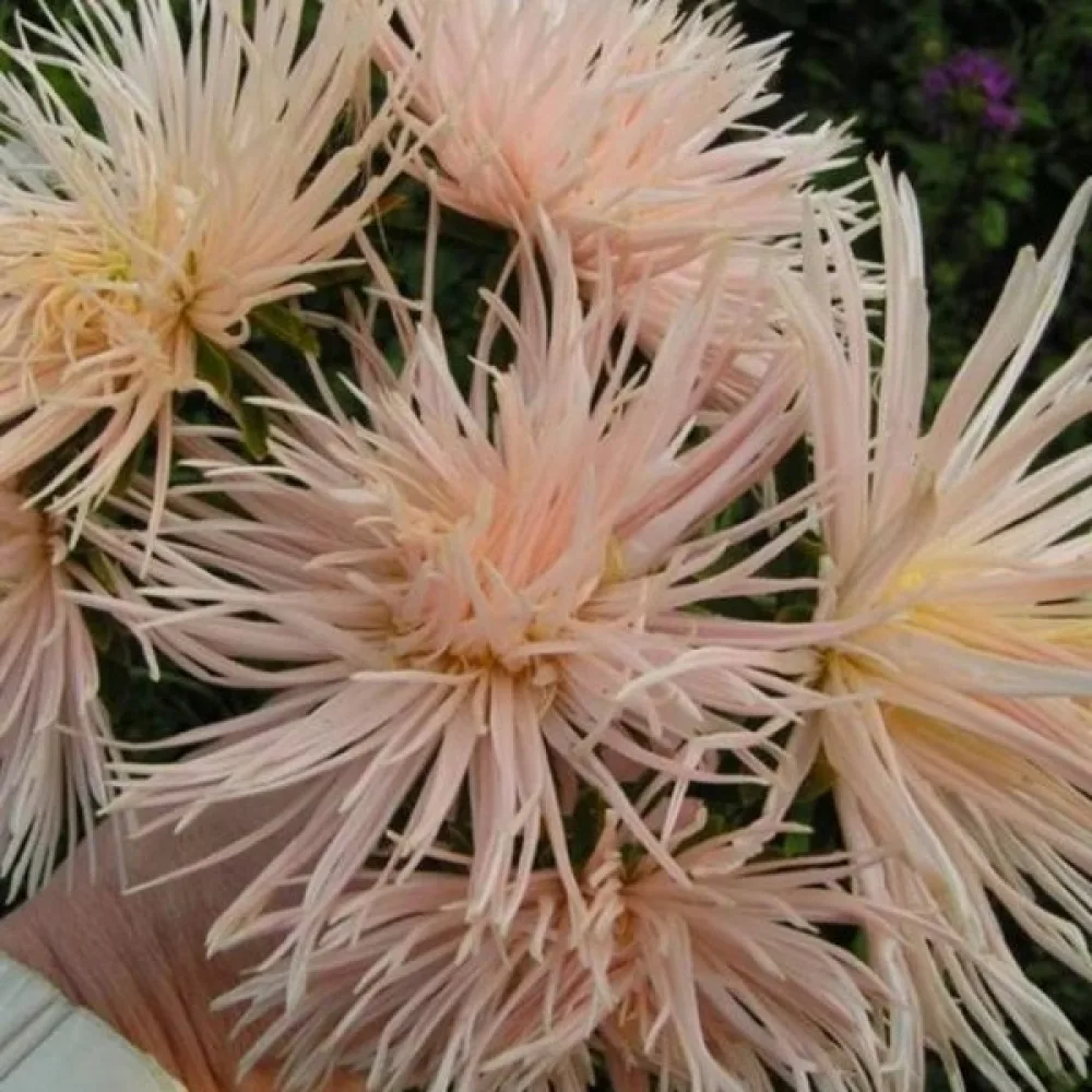 Strålaster 'Nova' chamois