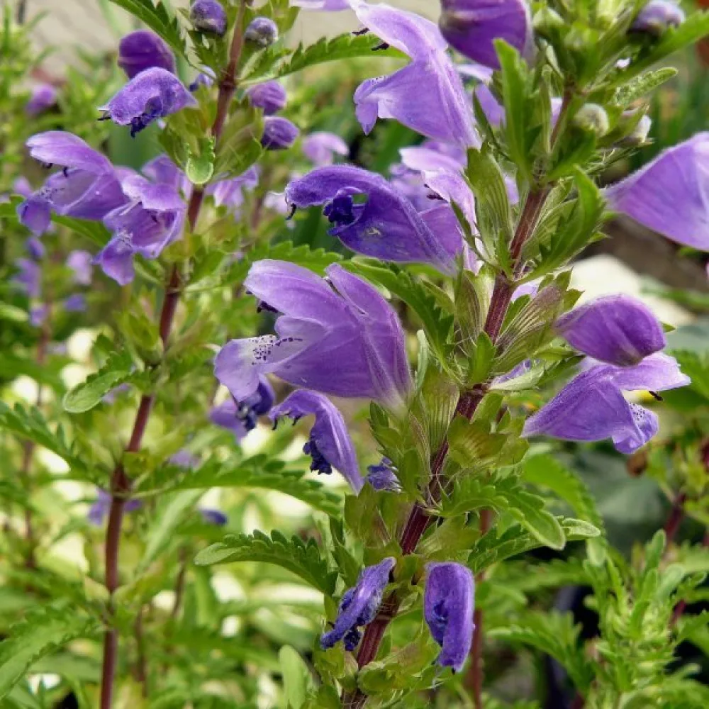 Drakblomma