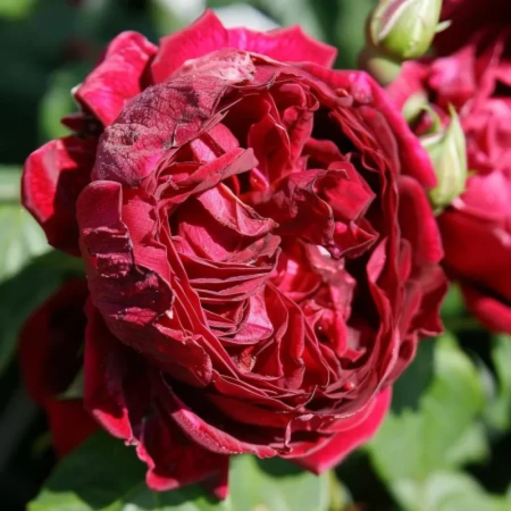 Ros 'Ruby Rose' – barrotad