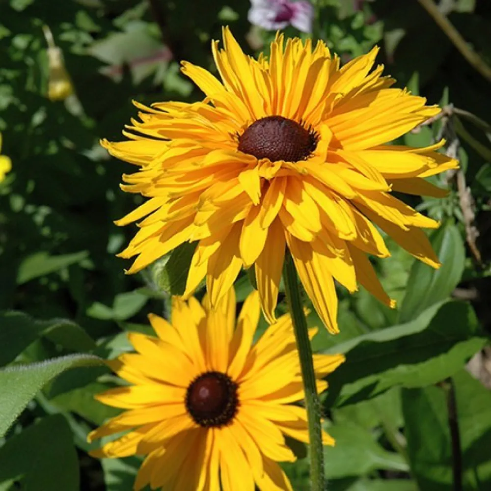 Sommarrudbeckia 'Gloriosa Double Daisy'