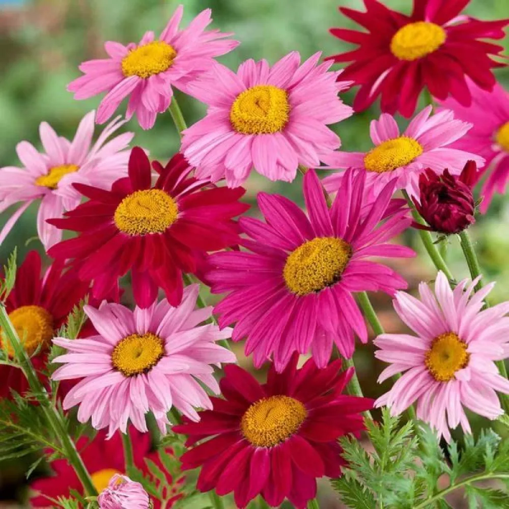 Krysantemum 'Robinson's Giants' mix
