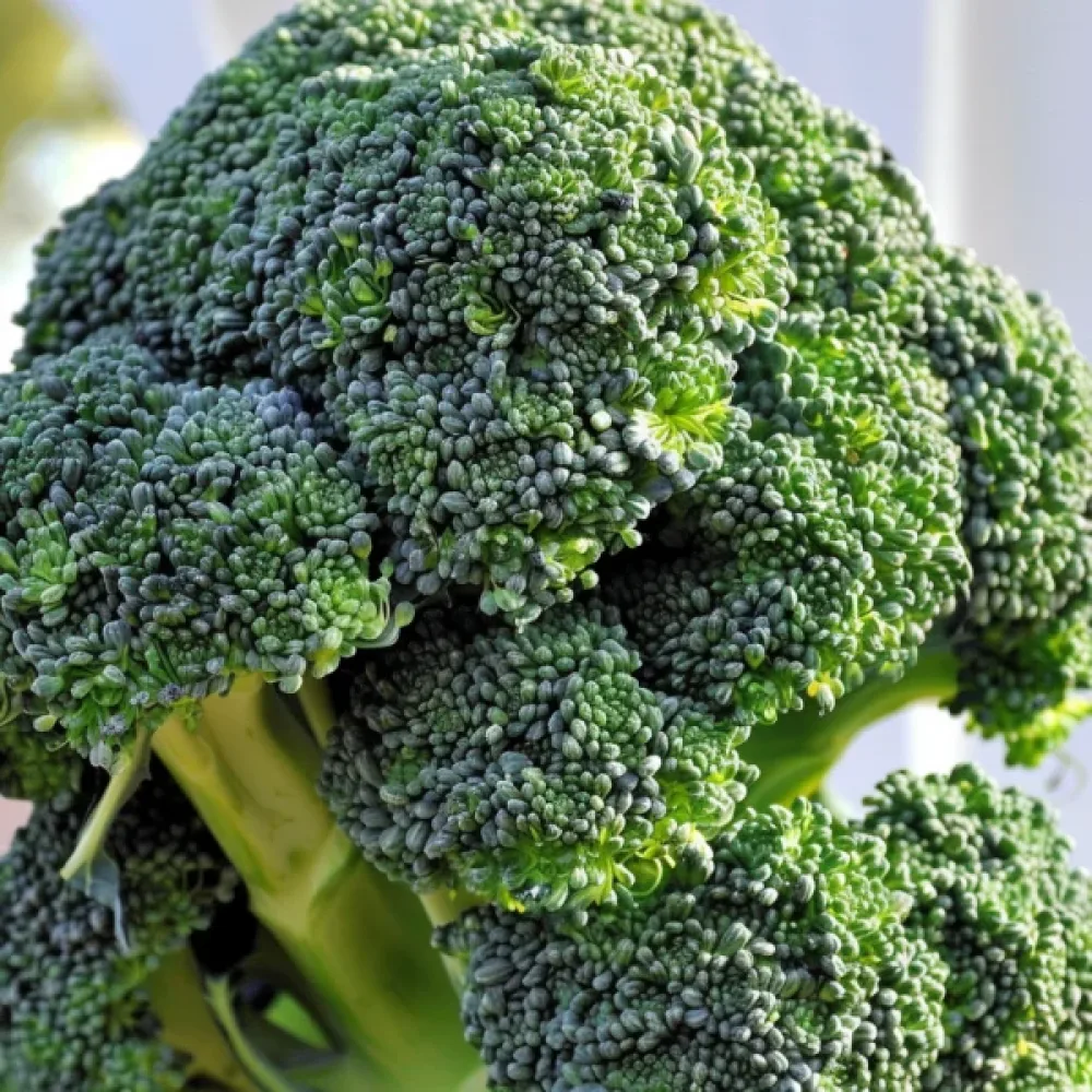 Broccoli 'Sebastian'