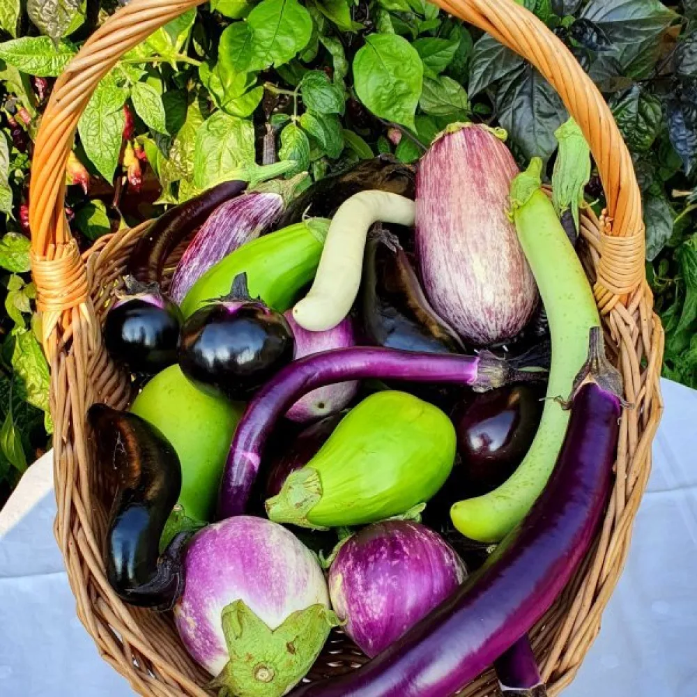 Aubergine, blandning