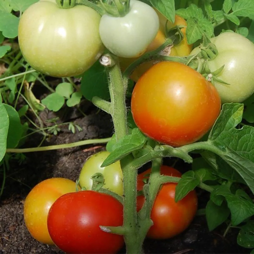 Tomat 'Rotkäppchen'