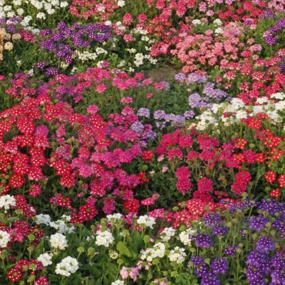 Verbena 'Ideal Florist' (blandning)