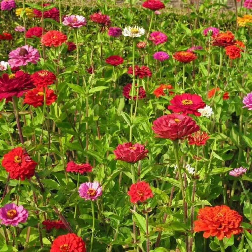 Zinnia 'Diablo' (blandning)