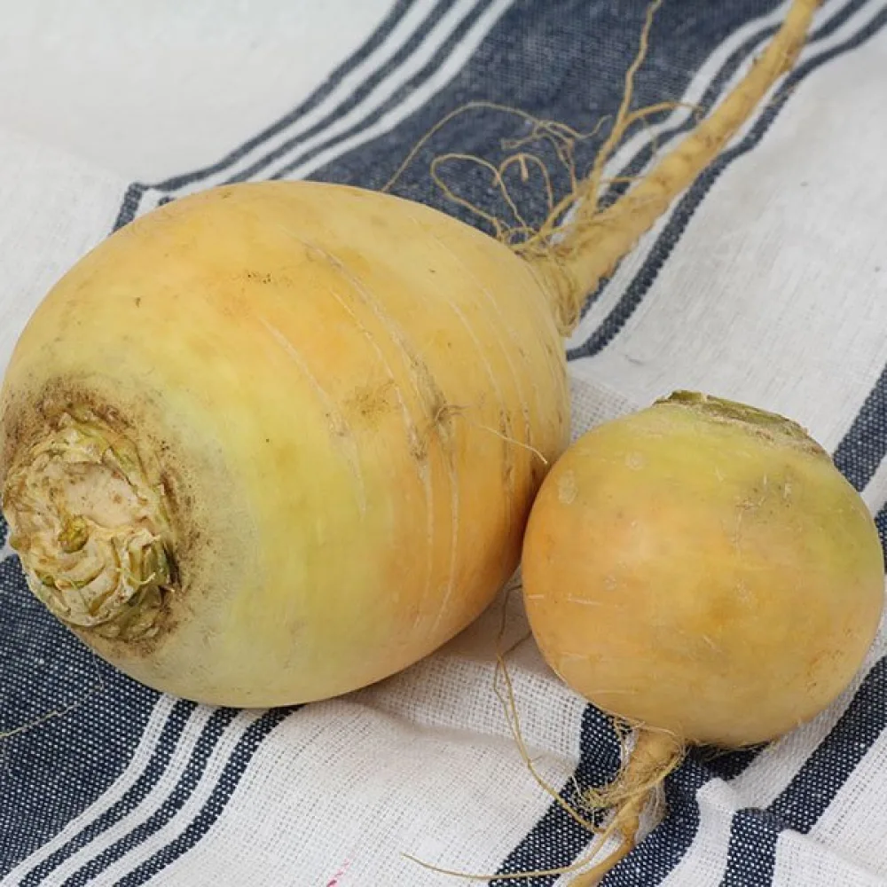 Rova 'Golden Ball'