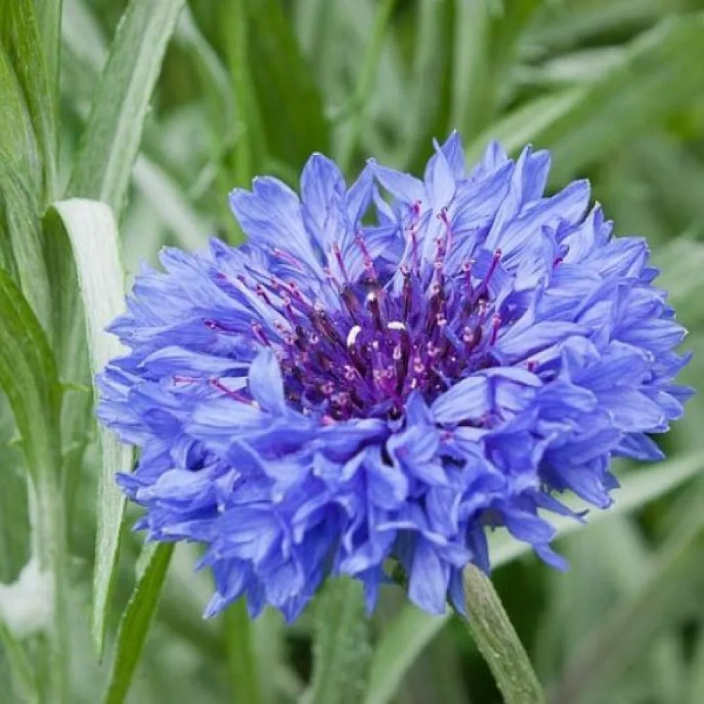 Blåklint 'Jubilee Gem', blå